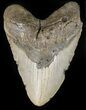 Huge, Megalodon Tooth - North Carolina #42293-1